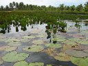 caatinga 3