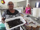 Cajucultura Alagoas