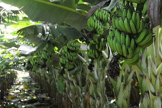 Bananas