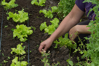 Agricultura familiar