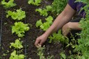 Agricultura familiar