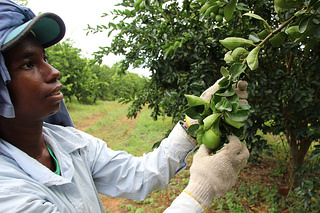 Produção agrícola