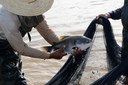 Pesca MG