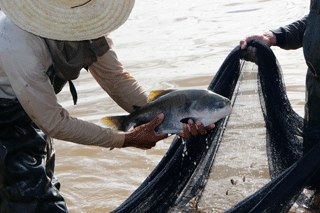 Pesca MG