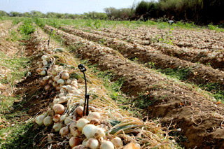 Projetos parcelares de irrigação