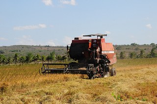 Produção de arroz