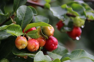 Acerola 2014