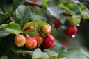 Acerola 2014
