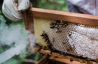 Codevasf provê suporte à apicultura