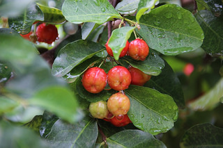 Acerola