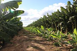 miroros