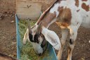 Alimentação animal na estiagem