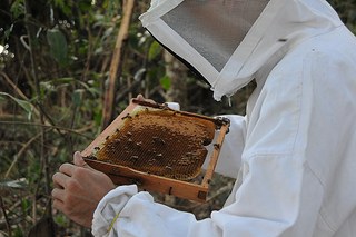 Apicultura MA
