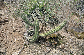 flora caatinga