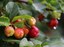 acerola