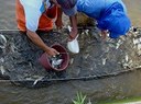 peixamento2