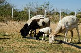 cabras_160