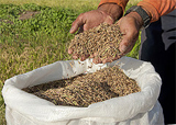 arroz