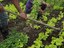 agricultura