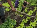 agricultura