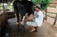 160_leite-maranhao