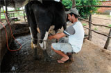 160_leite-maranhao