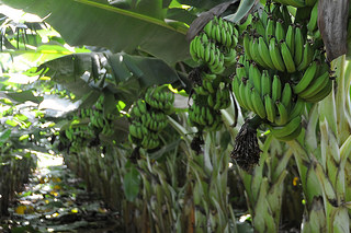 Bananas