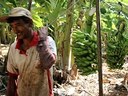 bananas1