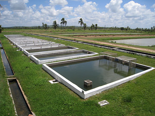 Piscicultura e Aquicultura
