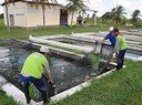 peixes