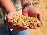 arroz