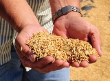 arroz