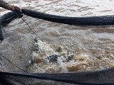 peixes
