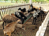 maquinas