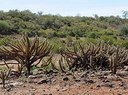 desertificacao