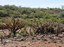 desertificacao