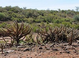 desertificacao