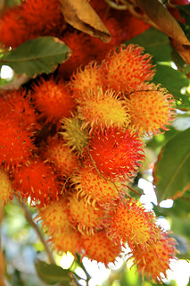 Rambutã