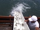 peixes