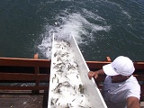 peixes