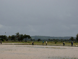 rizicultores