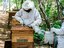 160-apicultura-3-sr