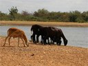 animais_barreiros