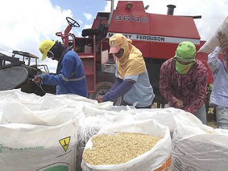 produtores de arroz