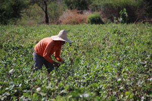 Agricultor