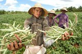 160_feijao-agricultor