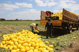 Agricultores