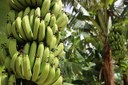 cultivo banana