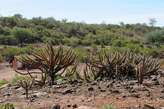 caatinga