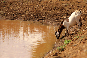 Dessedentação animal